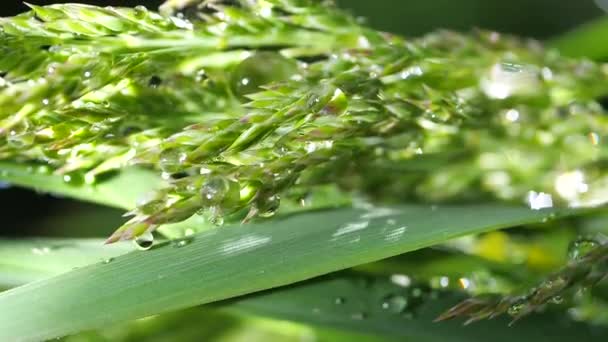 Hierba Verde Naturaleza Con Gotas Lluvia — Vídeos de Stock