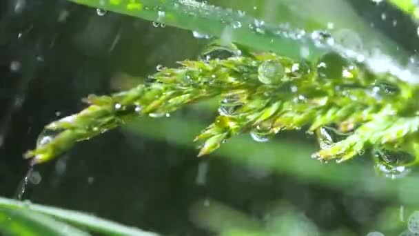 Zelená tráva v přírodě s kapkami deště