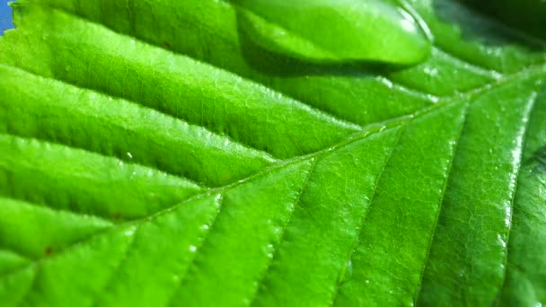 Green Leaf Dew Drops — Stock Video
