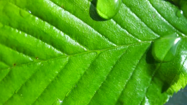 Groen Blad Met Dauwdruppels — Stockvideo