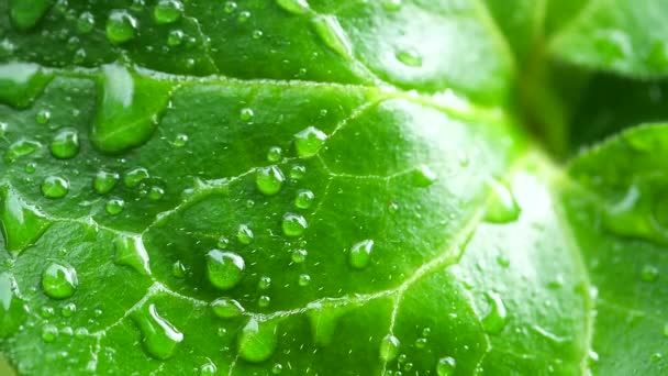 Hoja Verde Con Gotas Rocío — Vídeos de Stock