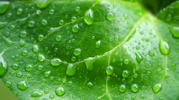 Hoja Verde Con Gotas Rocío — Vídeos de Stock