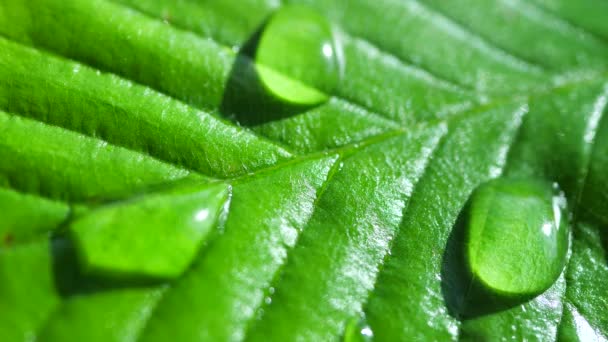 Folha Verde Com Gotas Orvalho Video De Stock C Vizafoto 374814714