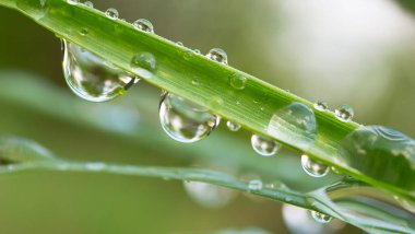 Yeşil çimenler yağmur damlalarıyla birlikte