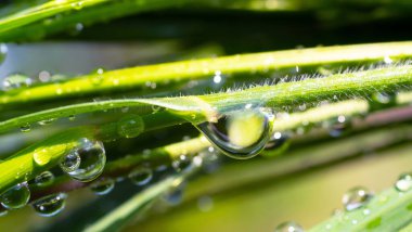 Yeşil çimenler yağmur damlalarıyla birlikte
