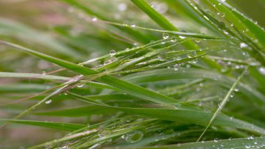 Yeşil çimenler yağmur damlalarıyla birlikte