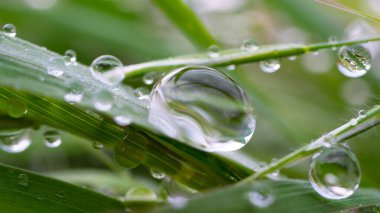 Yeşil çimenler yağmur damlalarıyla birlikte