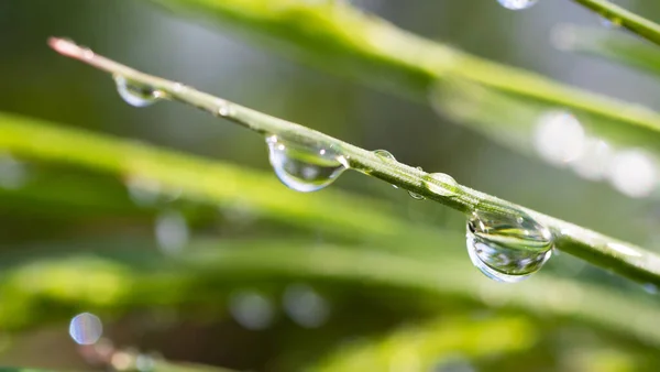 Hierba Verde Naturaleza Con Gotas Lluvia —  Fotos de Stock