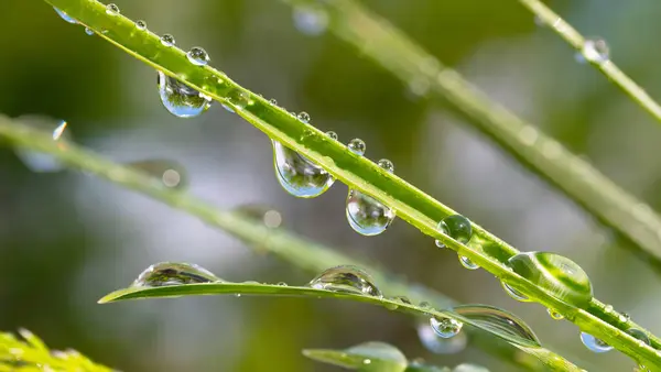 Herbe Verte Dans Nature Avec Des Gouttes Pluie — Photo