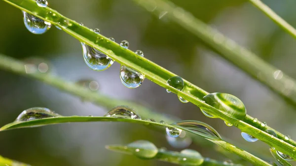 Зелена Трава Природі Дощовиками — стокове фото