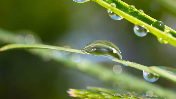 Herbe Verte Dans Nature Avec Des Gouttes Pluie — Photo