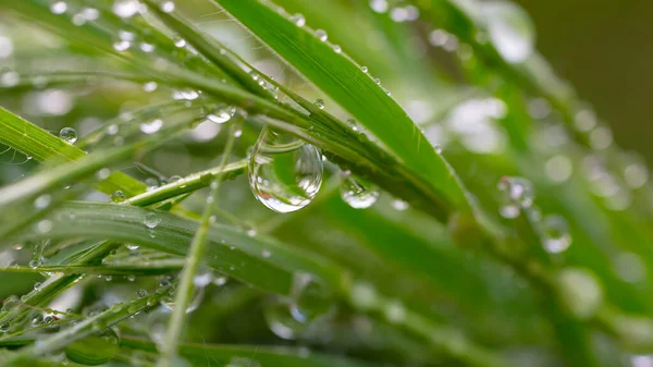 天然绿草 有雨滴 — 图库照片