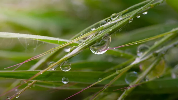 Erba Verde Natura Con Gocce Pioggia — Foto Stock