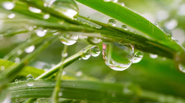 Zielona Trawa Przyrodzie Kroplami Deszczu — Zdjęcie stockowe