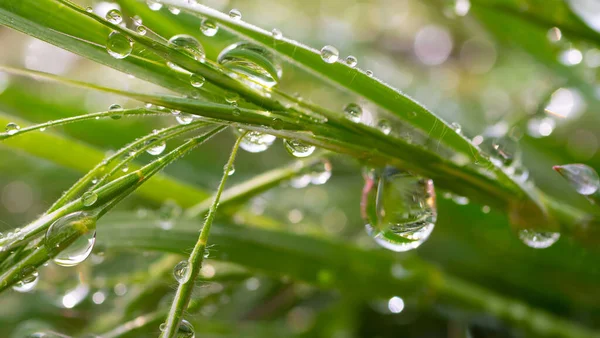 天然绿草 有雨滴 — 图库照片