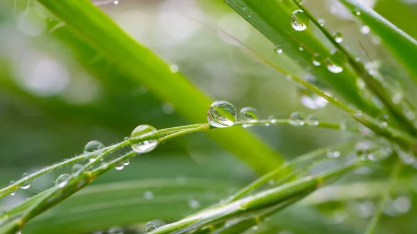 Hierba Verde Naturaleza Con Gotas Lluvia —  Fotos de Stock