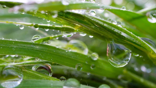 Hierba Verde Naturaleza Con Gotas Lluvia —  Fotos de Stock