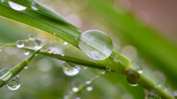 Hierba Verde Naturaleza Con Gotas Lluvia —  Fotos de Stock