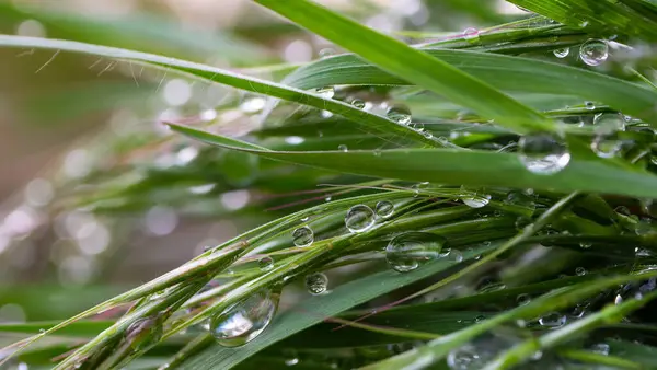 Erba Verde Natura Con Gocce Pioggia — Foto Stock