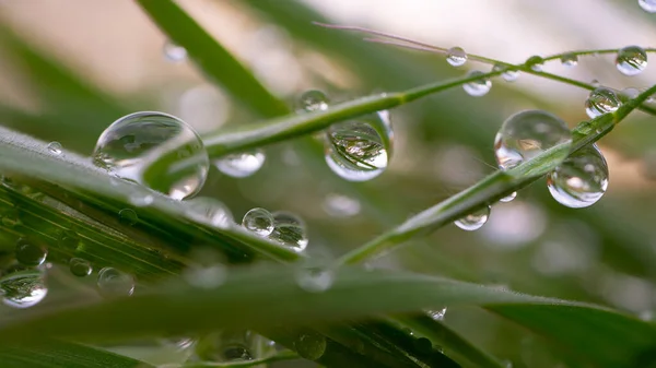 Зелена Трава Природі Дощовиками — стокове фото
