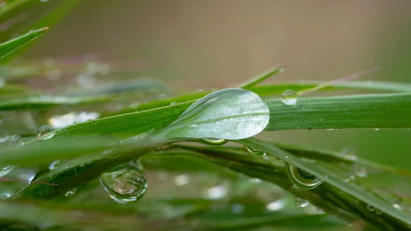 Herbe Verte Dans Nature Avec Des Gouttes Pluie — Photo