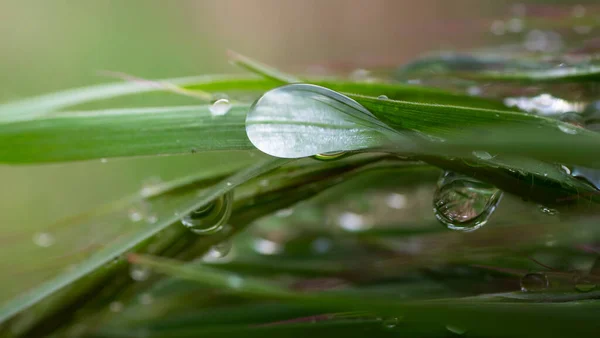 Herbe Verte Dans Nature Avec Des Gouttes Pluie — Photo