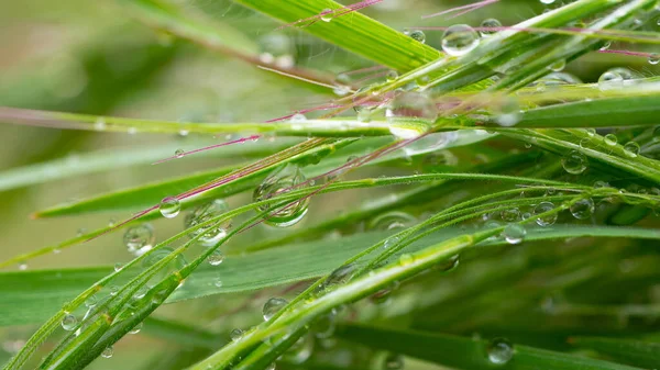Πράσινο Γρασίδι Στη Φύση Σταγόνες Βροχής — Φωτογραφία Αρχείου