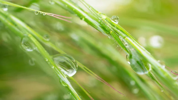 Erba Verde Natura Con Gocce Pioggia — Foto Stock