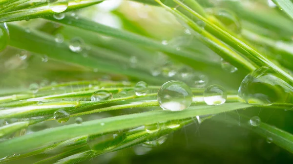 Πράσινο Γρασίδι Στη Φύση Σταγόνες Βροχής — Φωτογραφία Αρχείου