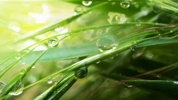 Hierba Verde Naturaleza Con Gotas Lluvia —  Fotos de Stock