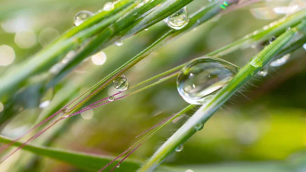 Herbe Verte Dans Nature Avec Des Gouttes Pluie — Photo