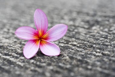 Bahçede Frangipani çiçeği