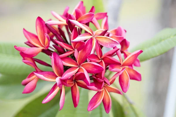 Bahçede Frangipani çiçeği — Stok fotoğraf