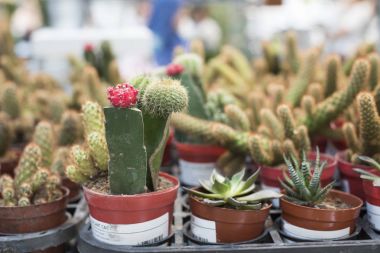 Kırmızı kaktüs çiçeği