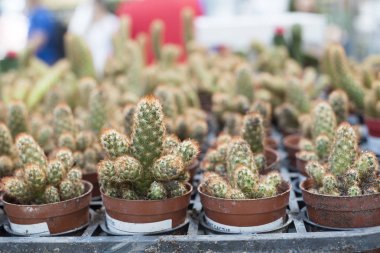 Kırmızı kaktüs çiçeği