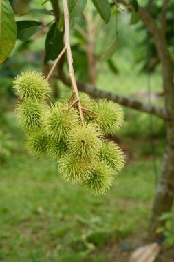 Rambutan yakın çekim