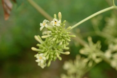Papaya Çiçek bahçesinde