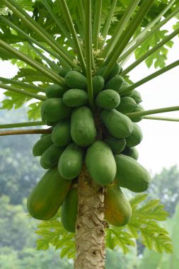 Papaya meyve ağacı üzerinde