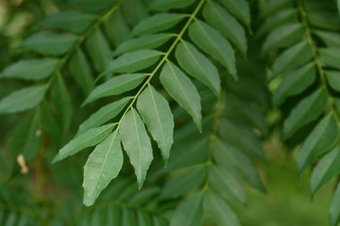 Köri yaprak yakın çekim