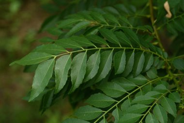 Köri yaprak yakın çekim