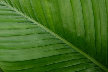 soyut yaprağı deseni