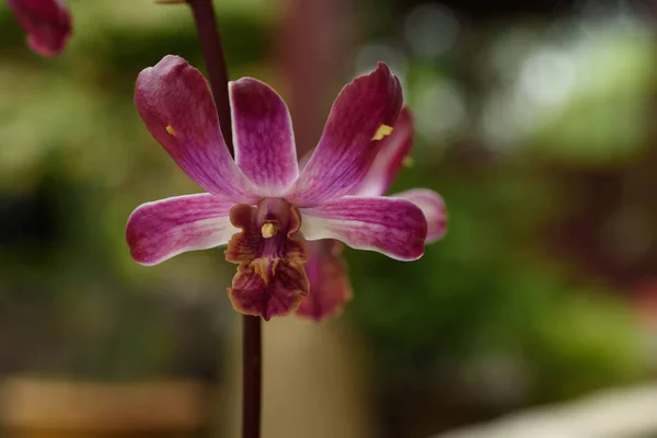 Fialová orchidej květina — Stock fotografie