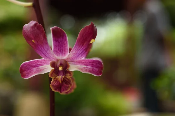 Fialová orchidej květina — Stock fotografie