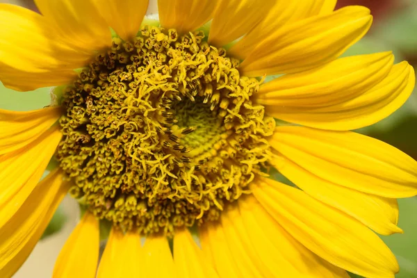 Close up of sunflower — Stock Photo, Image