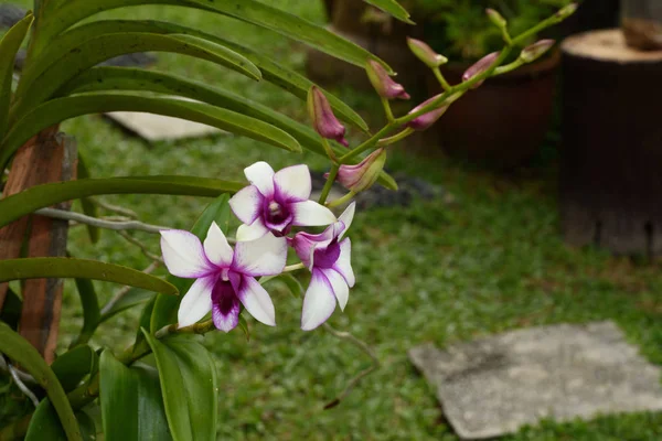 Orquídea blanca púrpura — Foto de Stock