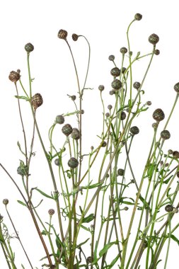 Beyaz soyut Peygamber