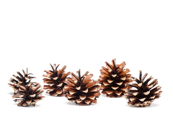 Pine cones on white background Stock Image