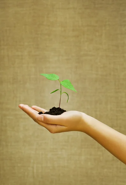 Planta pequena verde na mão feminina — Fotografia de Stock