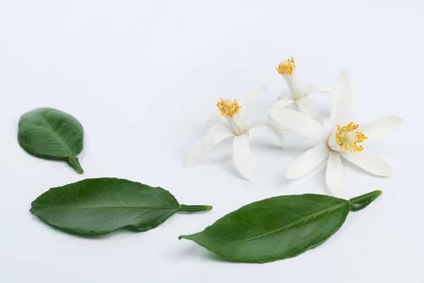 Flores de cítricos blancos con hojas sobre fondo azul claro — Foto de Stock