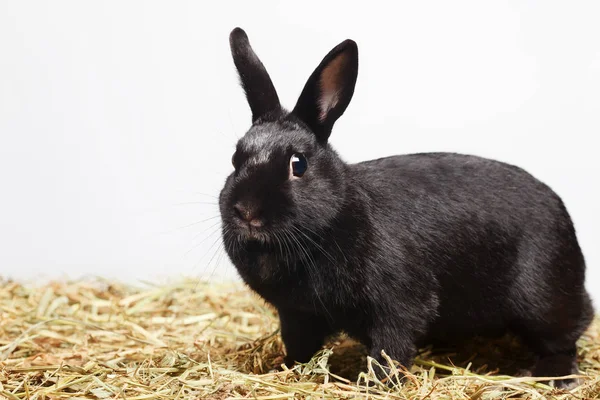 Zvědavý, hravý černý králík — Stock fotografie